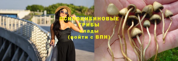 стаф Нефтегорск