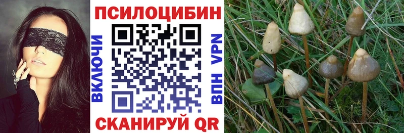 как найти   OMG рабочий сайт  Псилоцибиновые грибы Cubensis  Калининец 